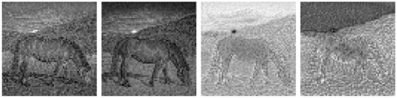 Horse image latents visualised png